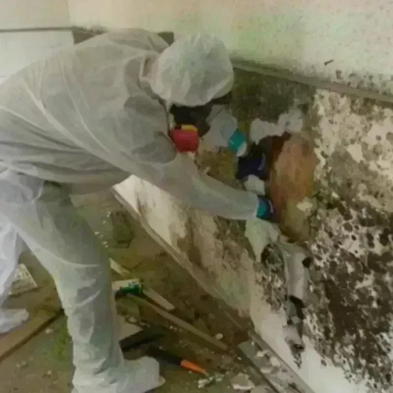 Mold Remediation and Removal in Tieton, WA